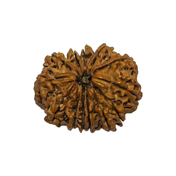 13 mukhi Nepali Rudraksha 36.9mm 13 mukhi Nepali Rudraksha 36.9mm