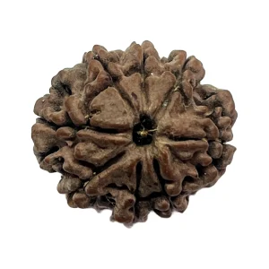 10-8 mukhi Nepali Rudraksha 21.1mm 8 Mukhi Natural Rudraksha Bead from Nepal | 21.1mm
