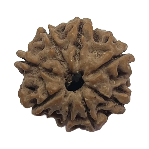 11-8-mukhi-rudraksha-nepal-20-8mm 8 Mukhi Natural Rudraksha Bead from Nepal | 20.8mm