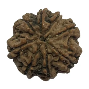 12-8 mukhi Nepali Rudraksha 20.2mm 8 Mukhi Natural Rudraksha Bead from Nepal | 20.2mm