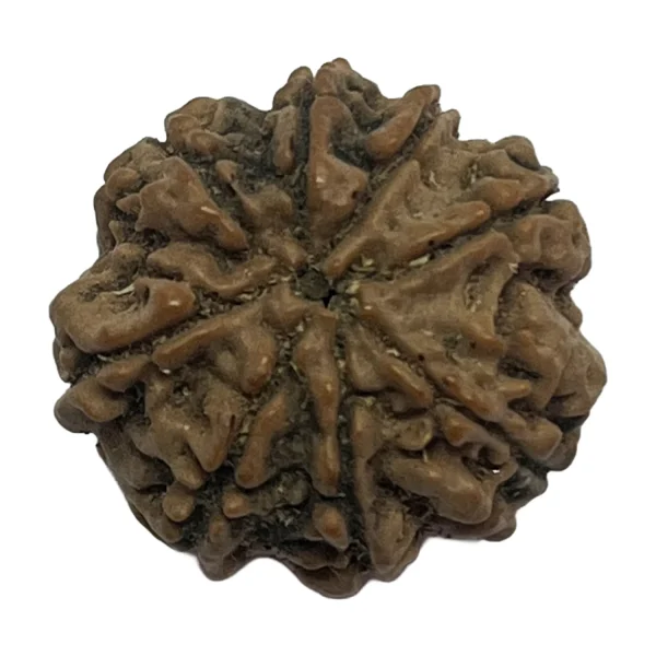 12-8 mukhi Nepali Rudraksha 20.2mm 8 Mukhi Natural Rudraksha Bead from Nepal | 20.2mm