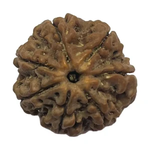 13-7 mukhi Nepali Rudraksha 21.3mm 7 Mukhi Natural Rudraksha Bead from Nepal | 21.3mm