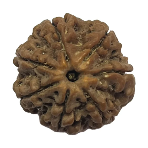 13-7 mukhi Nepali Rudraksha 21.3mm 7 Mukhi Natural Rudraksha Bead from Nepal | 21.3mm