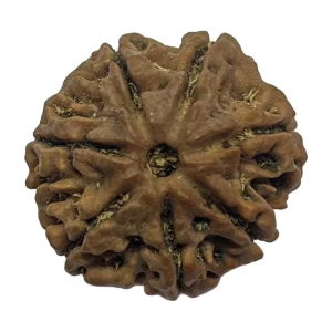 14-7 mukhi Nepali Rudraksha 23.2mm 7 Mukhi Natural Rudraksha Bead from Nepal | 23.2mm