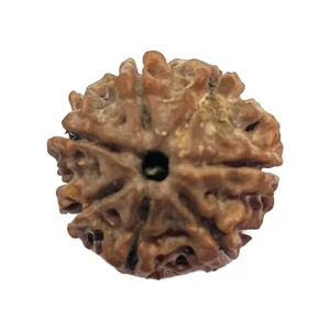 15-7 mukhi Nepali Rudraksha 18.2mm 7 Mukhi Natural Rudraksha Bead from Nepal | 18.2mm