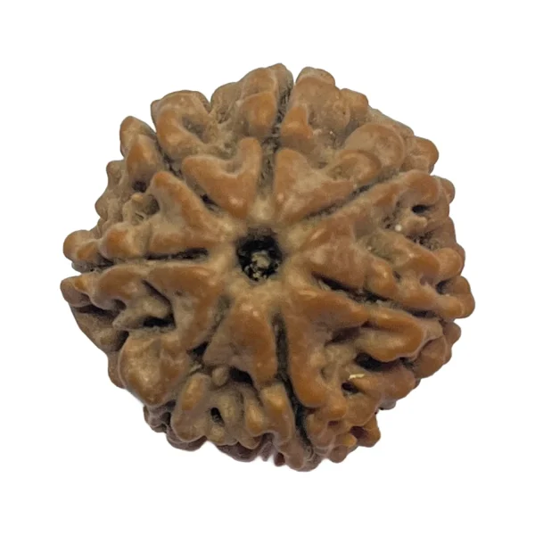 16-7 mukhi Nepali Rudraksha 21.8mm 7 Mukhi Natural Rudraksha Bead from Nepal | 21.8mm