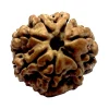 17-1-7 mukhi Nepali Rudraksha 22.8mm 7 Mukhi Natural Rudraksha Bead from Nepal | 22.8mm