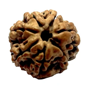 17-1-7 mukhi Nepali Rudraksha 22.8mm 7 Mukhi Natural Rudraksha Bead from Nepal | 22.8mm