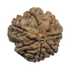 17-7 mukhi Nepali Rudraksha 22.8mm 7 Mukhi Natural Rudraksha Bead from Nepal | 22.8mm