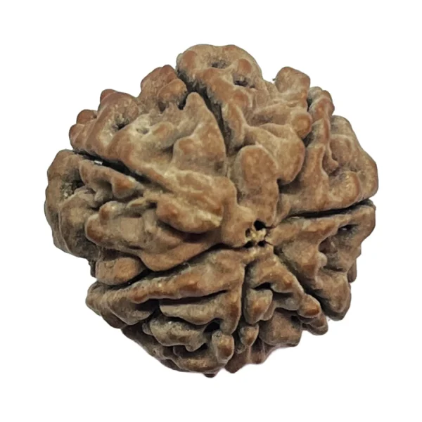 17-7 mukhi Nepali Rudraksha 22.8mm 7 Mukhi Natural Rudraksha Bead from Nepal | 22.8mm