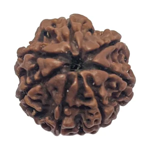 18-7 mukhi Nepali Rudraksha 21.2mm 7 Mukhi Natural Rudraksha Bead from Nepal | 21.2mm