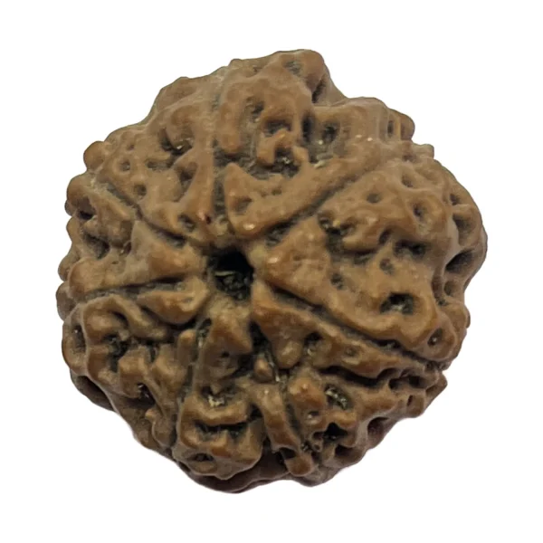 19-7 mukhi Nepali Rudraksha 21.1mm 7 Mukhi Natural Rudraksha Bead from Nepal | 21.1mm