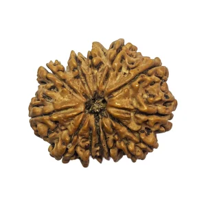 2-13 mukhi Nepali Rudraksha 32.8mm 13 Mukhi Natural Rudraksha Bead from Nepal | 32.8mm