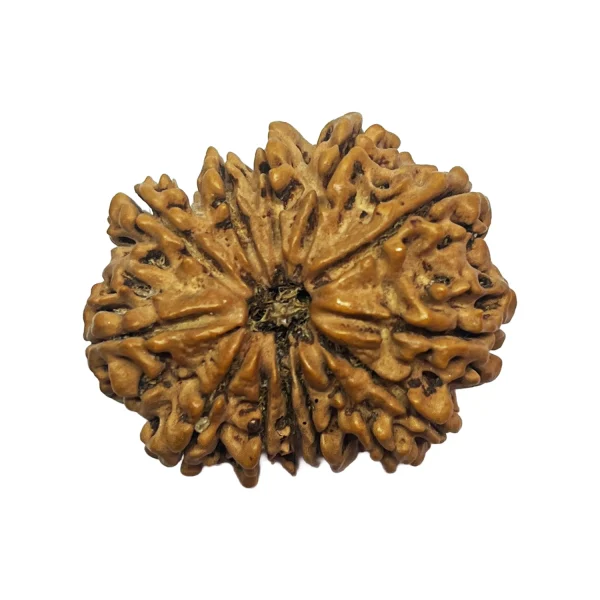 2-13 mukhi Nepali Rudraksha 32.8mm 13 Mukhi Natural Rudraksha Bead from Nepal | 32.8mm