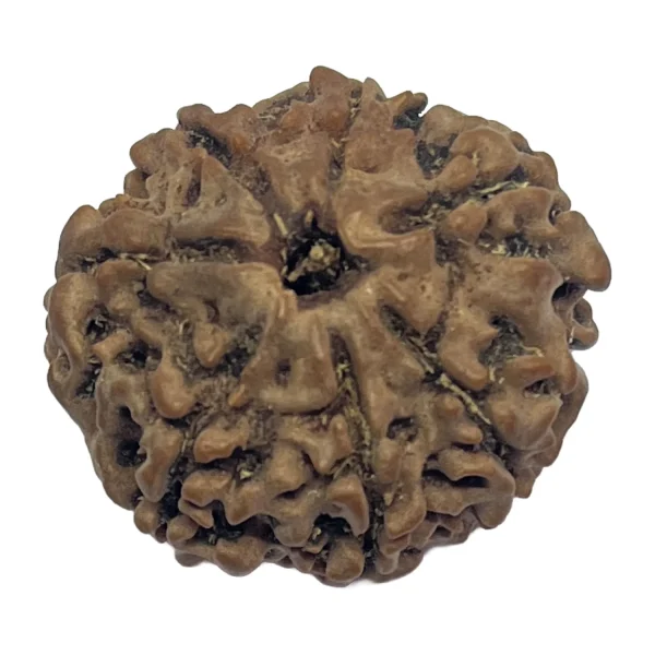 7 Mukhi Natural Rudraksha Bead from Nepal | 24.9mm