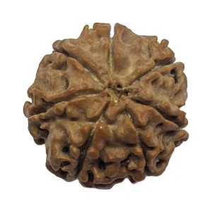 21-7 mukhi Nepali Rudraksha 23mm 7 Mukhi Natural Rudraksha Bead from Nepal | 23mm