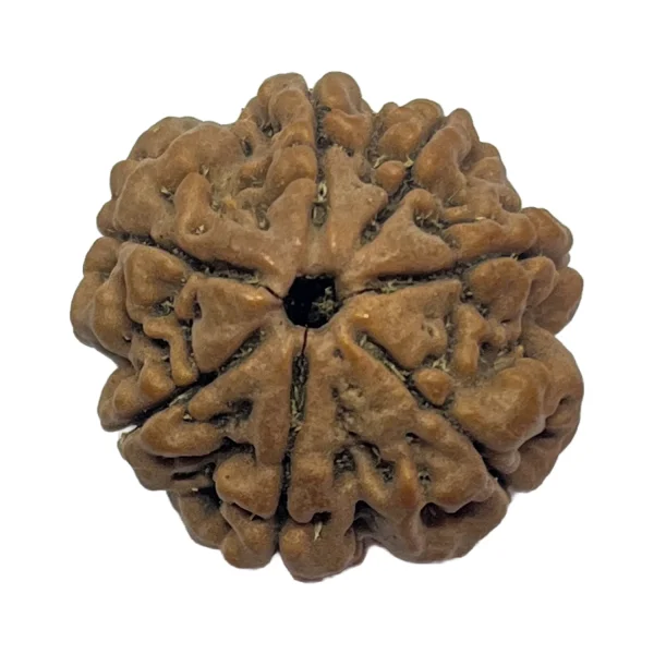 22-7 mukhi Nepali Rudraksha 23.9mm 7 Mukhi Natural Rudraksha Bead from Nepal | 23.9mm