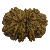 23-1-13 mukhi Nepali Rudraksha 30.04mm 13 Mukhi Natural Rudraksha Bead from Nepal | 30.04mm