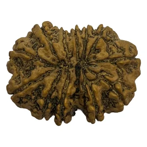23-1-13 mukhi Nepali Rudraksha 30.04mm 13 Mukhi Natural Rudraksha Bead from Nepal | 30.04mm