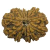 23-13 mukhi Nepali Rudraksha 30.04mm 13 Mukhi Natural Rudraksha Bead from Nepal | 30.04mm