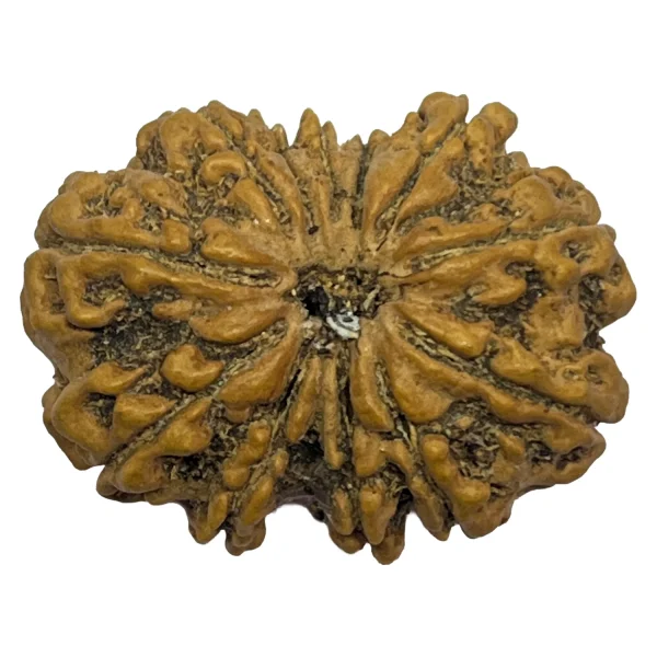 23-13 mukhi Nepali Rudraksha 30.04mm 13 Mukhi Natural Rudraksha Bead from Nepal | 30.04mm