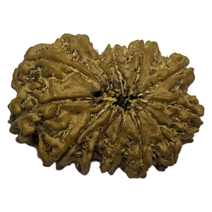 12 Mukhi Natural Rudraksha Bead from Nepal | 28.2mm