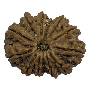 11 Mukhi Natural Rudraksha Bead from Nepal | 28.5mm