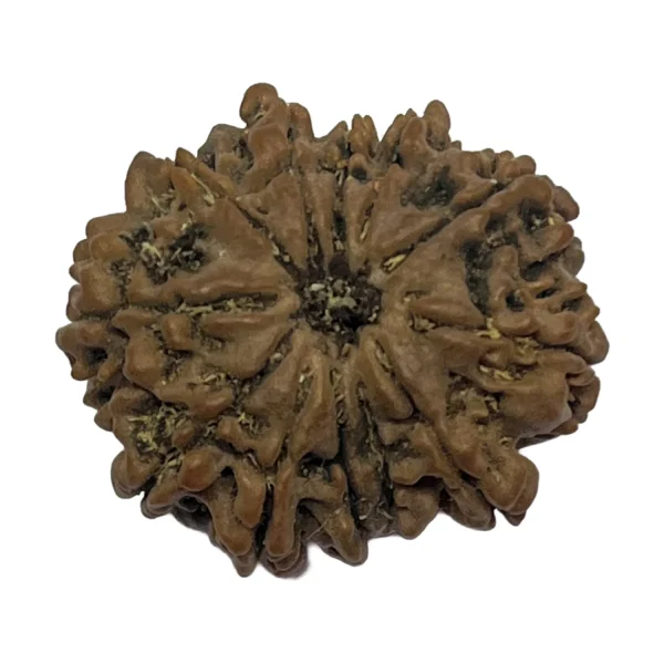 26-11 mukhi Nepali Rudraksha 26.6mm 11 Mukhi Natural Rudraksha Bead from Nepal | 26.6mm