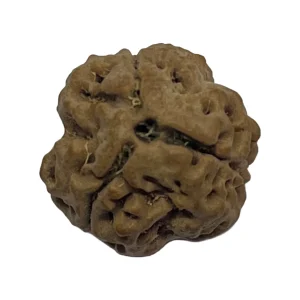 27-3 mukhi Nepali Rudraksha 18.4mm 3 Mukhi Natural Rudraksha Bead from Nepal | 18.4mm
