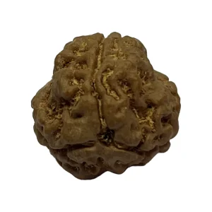 3 Mukhi Natural Rudraksha Bead from Nepal | 17.7mm