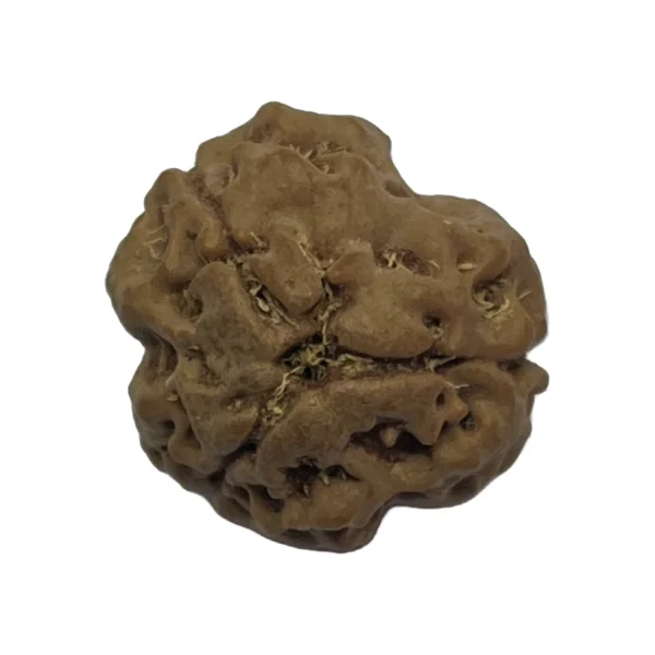 29-3 mukhi Nepali Rudraksha 17.5mm 3 Mukhi Natural Rudraksha Bead from Nepal | 17.5mm