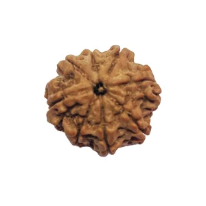 3-8 mukhi Nepali Rudraksha 20.07mm 8 Mukhi Natural Rudraksha Bead from Nepal | 20.07mm