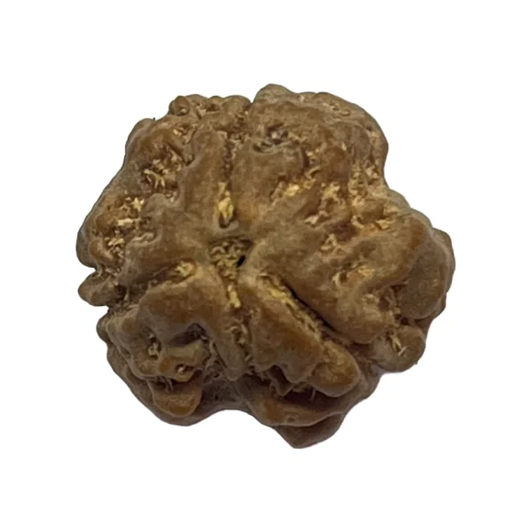 30-3 mukhi Nepali Rudraksha 17.3mm 3 Mukhi Natural Rudraksha Bead from Nepal | 17.3mm