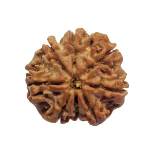 8 Mukhi Natural Rudraksha Bead from Nepal | 22.3mm