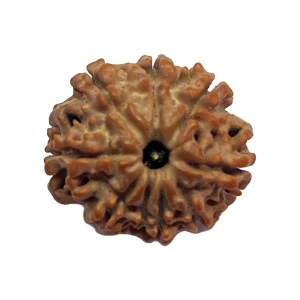 5-8 mukhi Nepali Rudraksha 20mm 8 Mukhi Natural Rudraksha Bead from Nepal | 20mm