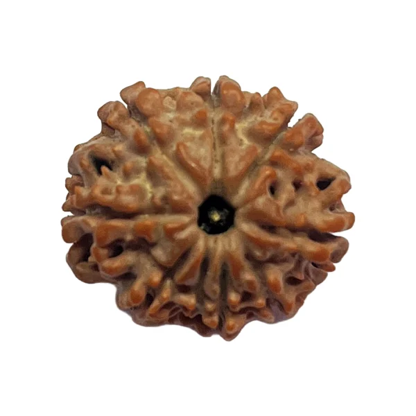 5-8 mukhi Nepali Rudraksha 20mm 8 Mukhi Natural Rudraksha Bead from Nepal | 20mm