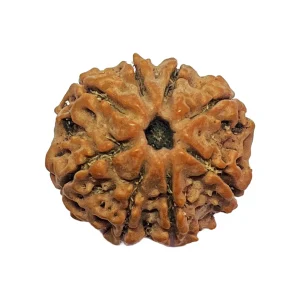 6-8 mukhi Nepali Rudraksha 20.02mm 8 Mukhi Natural Rudraksha Bead from Nepal | 20.02mm