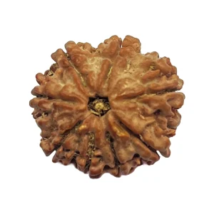 7-8 mukhi Nepali Rudraksha 20.7mm 8 Mukhi Natural Rudraksha Bead from Nepal | 20.7mm