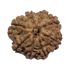 8-8 mukhi nepali rudraksha 20.9mm 8 Mukhi Natural Rudraksha Bead from Nepal | 20.9mm