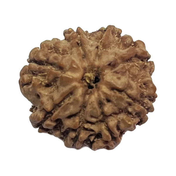 8-8 mukhi nepali rudraksha 20.9mm 8 Mukhi Natural Rudraksha Bead from Nepal | 20.9mm