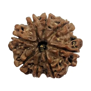8 Mukhi Natural Rudraksha Bead from Nepal | 21.5mm